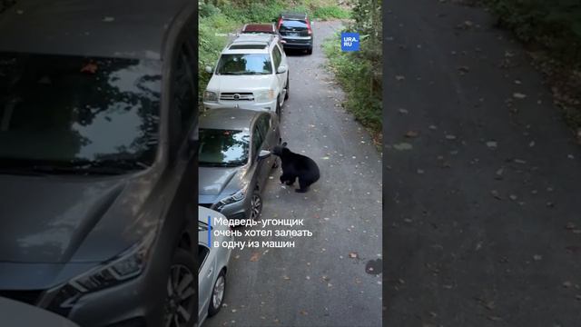 Медведь-угонщик залез в одну из машин