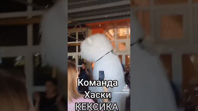 Команда Хаски КЕКСИКА