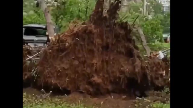 Вырванные сильным ветром деревья повредили припаркованные авто в Москве