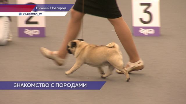 Выставка "Зоомир" на Ярмарке