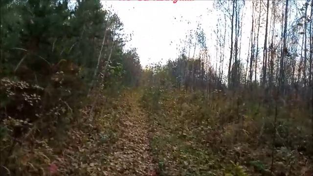 Металлоискатель и коп.