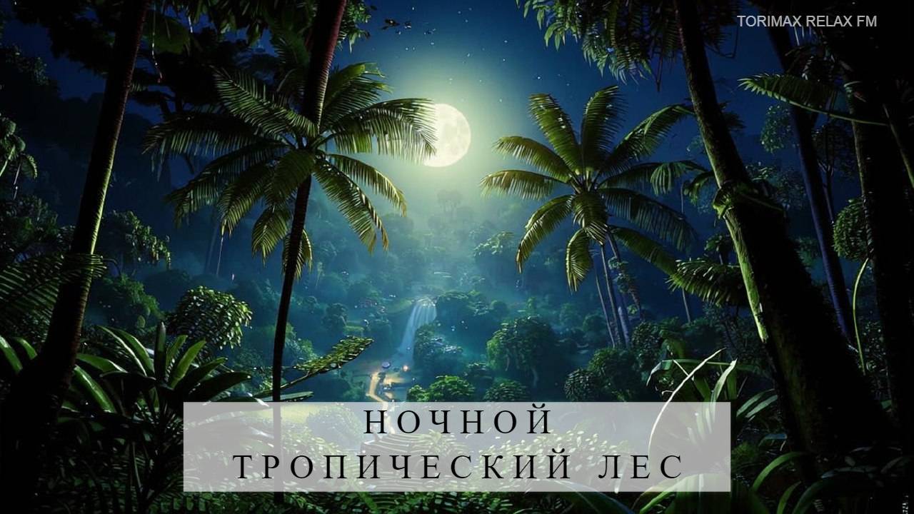 Тропический лес в ночное время| Звуки природы | Звуки ночного леса | Расслабляющие звуки для сна