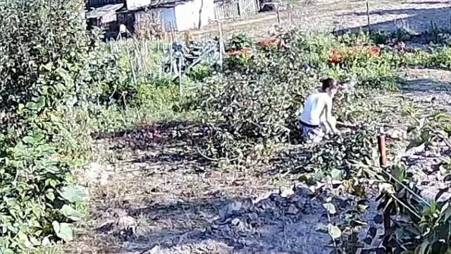 СПИЛИТЬ ЯБЛОНИ ИЛИ НЕТ