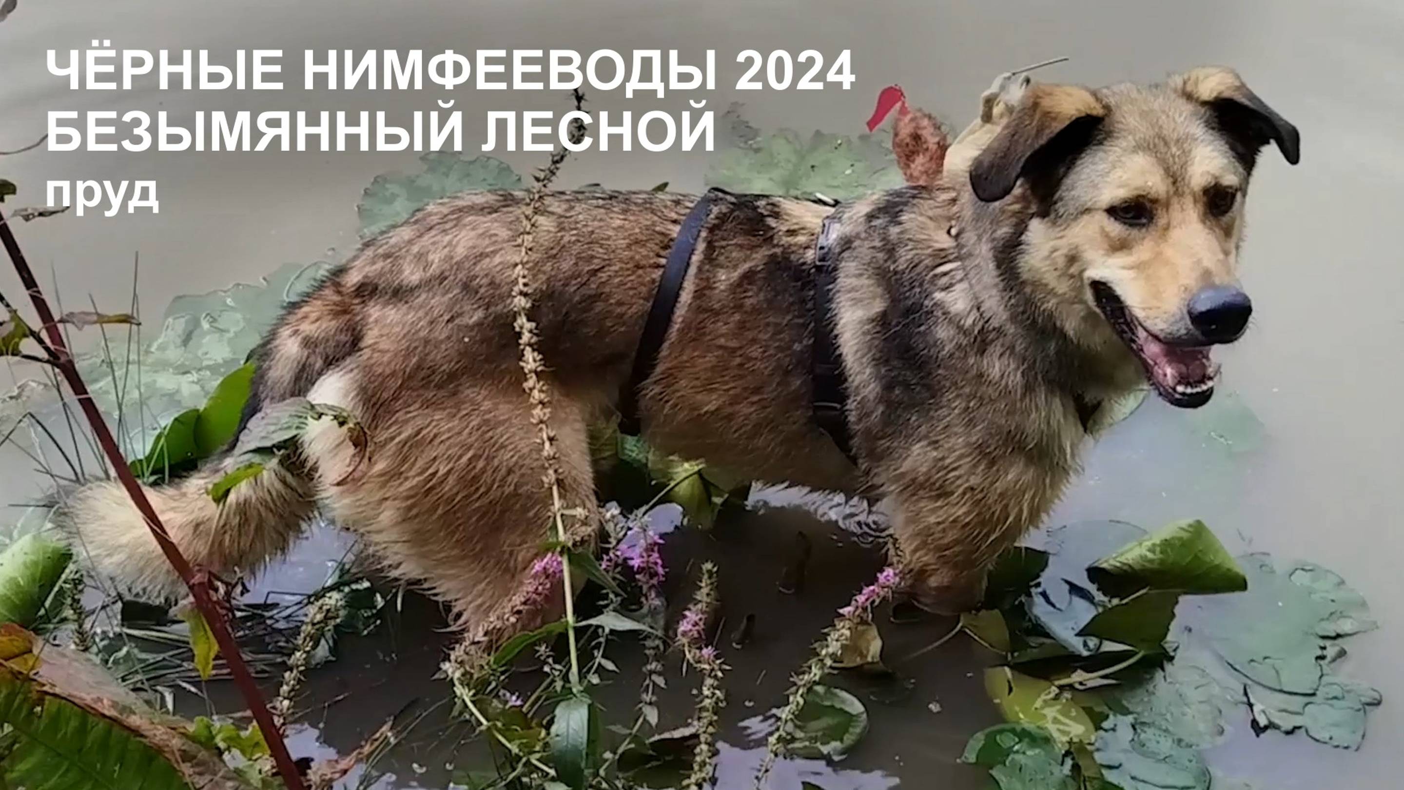 Нимфеи 2024 - Часть 2 Август, ЛЕСНОЙ ПРУД