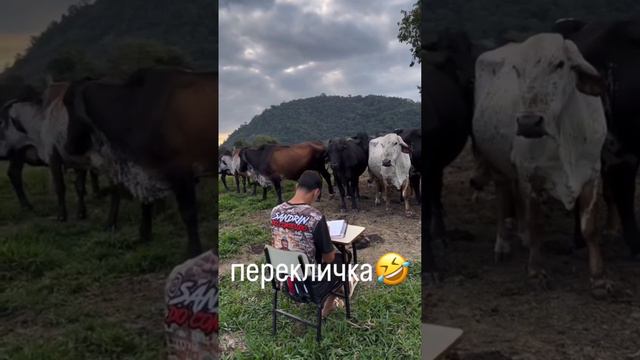 Утренняя перекличка в школе 😂 #юмор #приколы #школа #позитив #смех