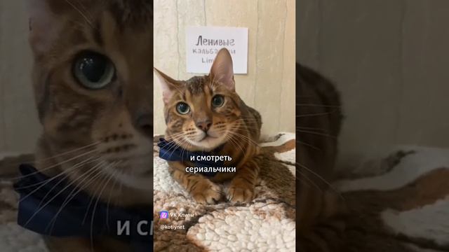 Собеседование с котиками