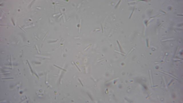 Bacillus subtilis