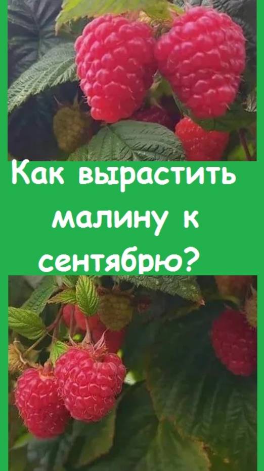 В сентябре поспела моя РЕМОНТАНТНАЯ МАЛИНА - рассказываю об уходе и показываю урожай