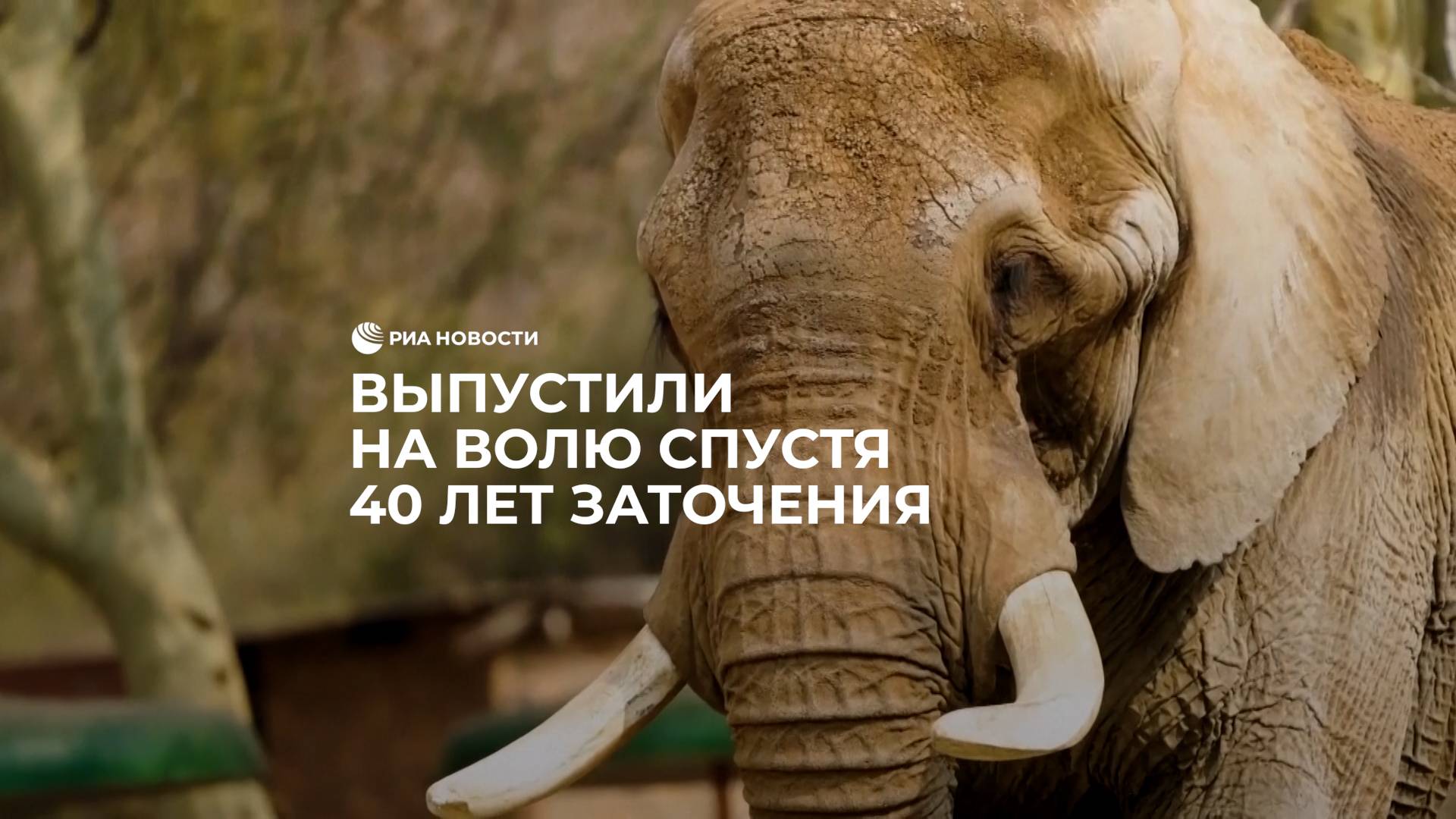 Выпустили на волю спустя 40 лет заточения