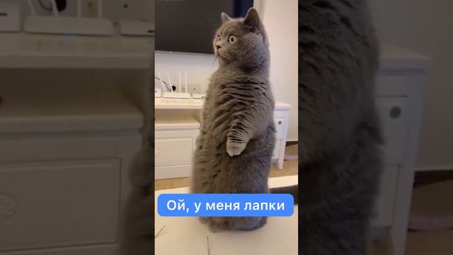 Что делать если кот ест цветы?