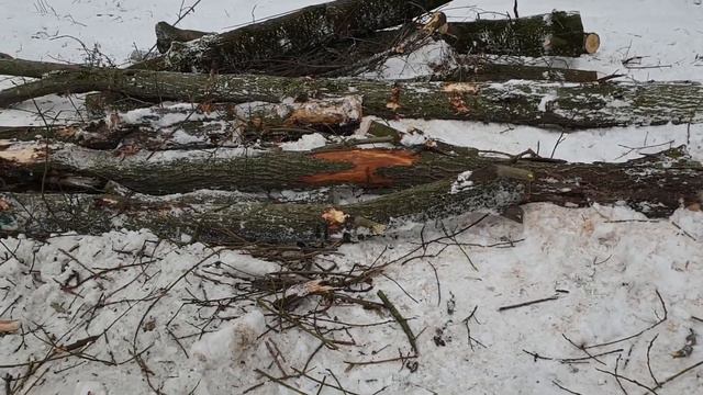 Вырубка яблоневого сада на Славянском бульваре