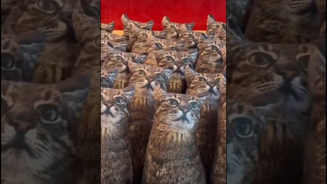 смешные котики