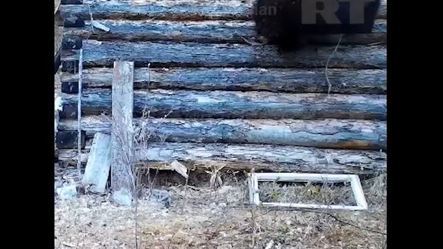 Похождения медведя в Якутии хищник залез в домик инспектора нацпарка Ленские столбы