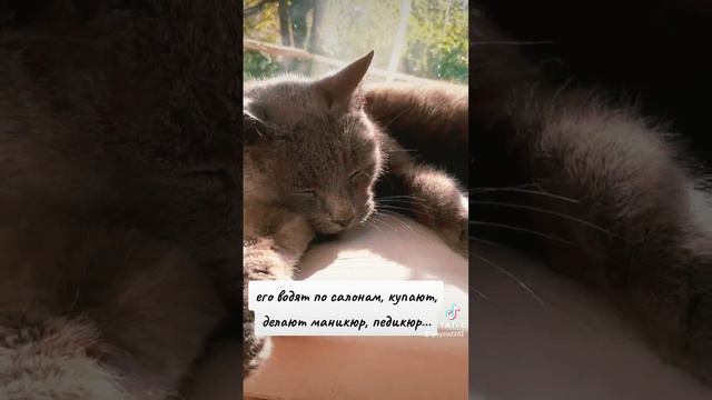 Кот Маркиз❤😻 русскаяголубая