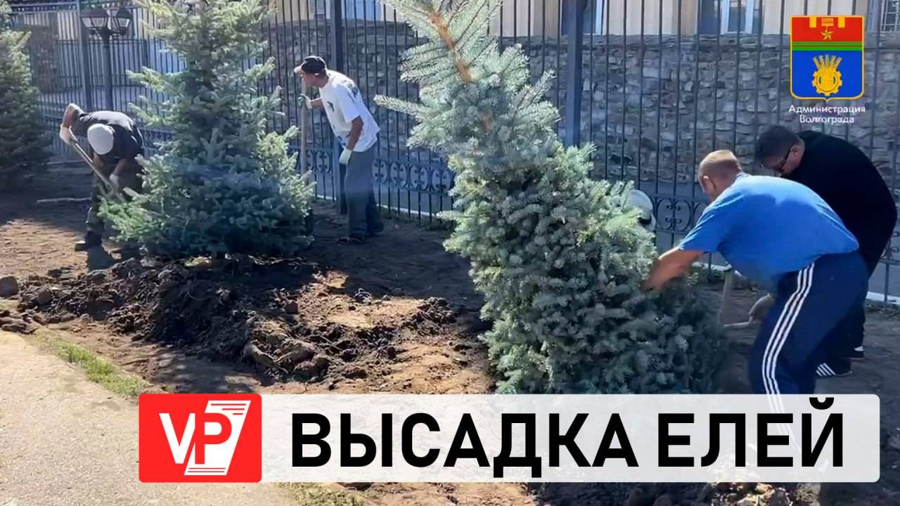 В ВОЛГОГРАДЕ НА УЛИЦЕ КРАСНОЗНАМЕНСКОЙ ВЫСАДЯТ 50 ГОЛУБЫХ ЕЛЕЙ