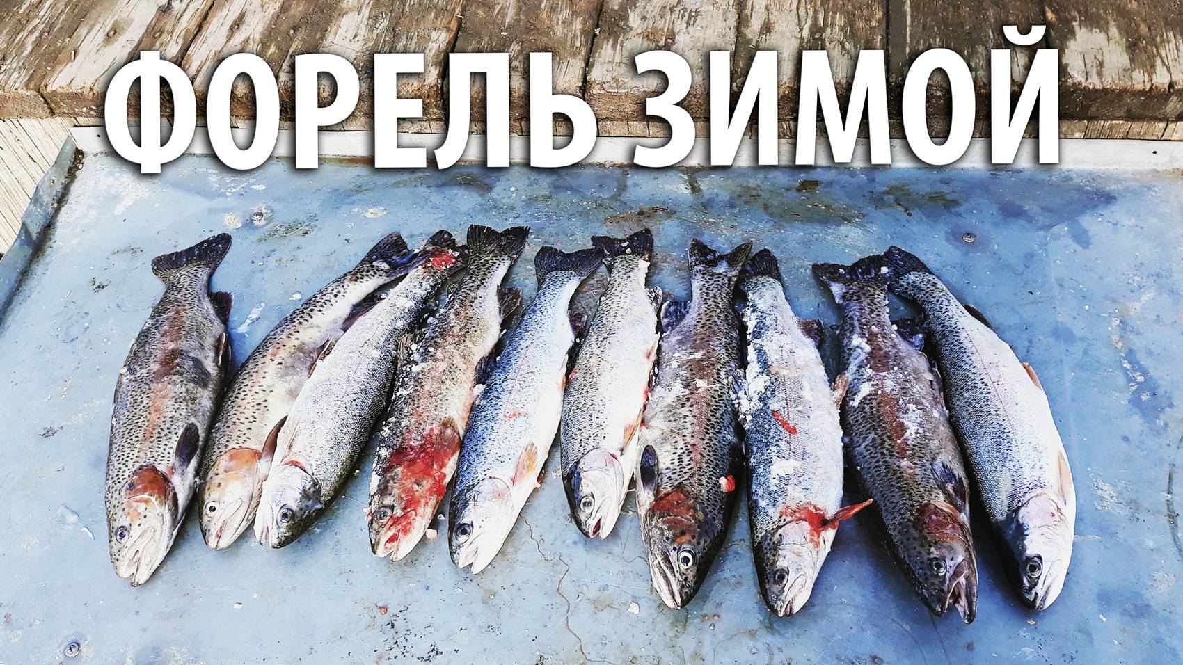 Ловля форели зимой. Отличный улов! Платная рыбалка на Пионерском пруду.