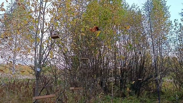 Ловля Ремезов 21.09.24.