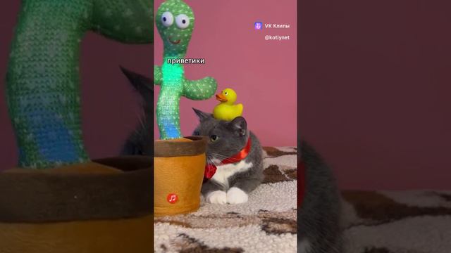ДЕНЬ КОТИКОВ!