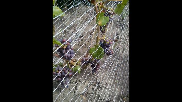 Winnica - rok z życia Regent vineyard