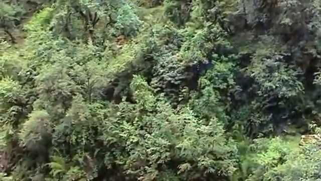 Chinmaya Dunster: "FORESTS AND CLIMATE CHANGE" Green Ragas Part8
