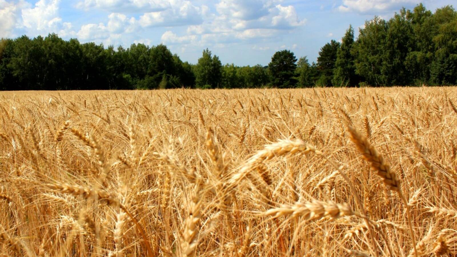 Праздник жатвы. 22.09.2024