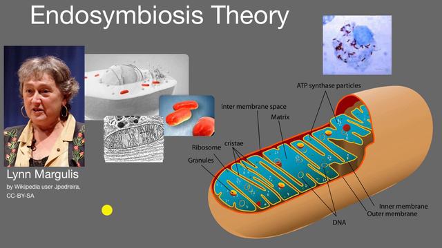 Endosymbiosis Theory | Cell Structure And Function | AP Biology | Khan Academy