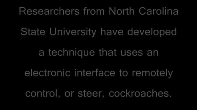 Remote Controlled Cockroaches