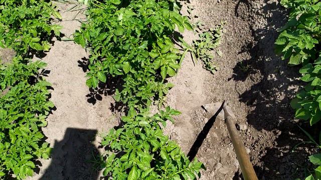 Особливості просапки по гребенях картоплі. Техніка використання сапи)) Частина 2