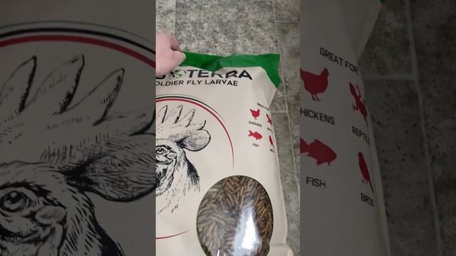 Meal Worms Instead Of Oyster Shells For Chickens
