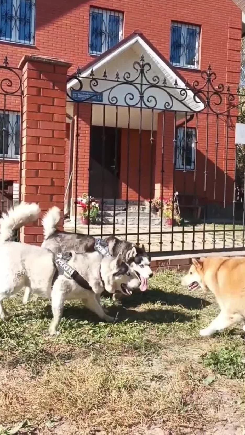 ХАСКИ без поводка 🐶🐶🐶