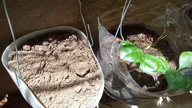 ganda tanim kamote at,suwa,mani,#vlog04#2022