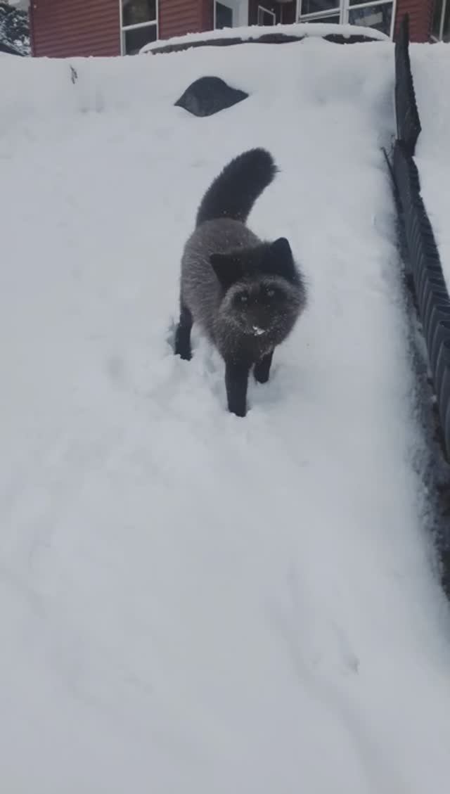 Fox catching snowballs