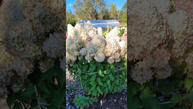 Гортензия Грандифлора 🌸🌸🌸🌸🌸