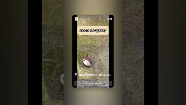 Когда звала подругу в команду 
#юмор #видео #кролики #команда