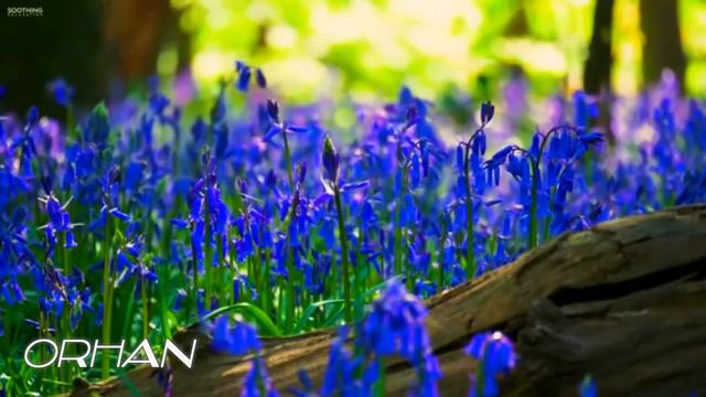 𝐑𝐎𝐌𝐀𝐍𝐄 𝐈𝐋𝐀𝐇𝐈 𝐊𝐄𝐑𝐁𝐄𝐋𝐀-𝐃𝐀 █▬█ █ ▀█▀ 2020