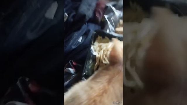 котик кушай