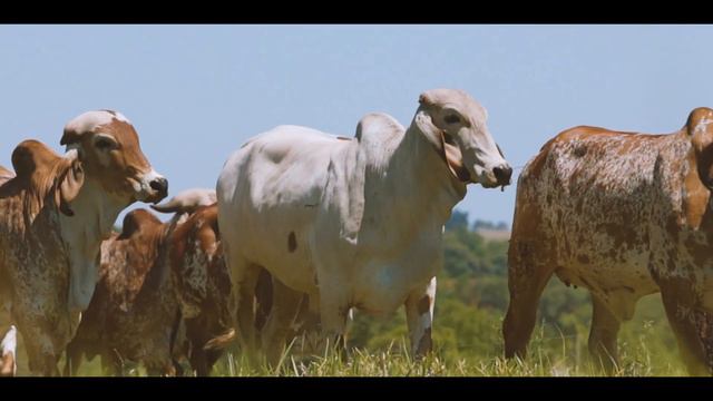 INSTITUCIONAL - FAZENDA ESTÂNCIA ESPERANÇA