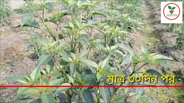আধুনিক পদ্ধতিতে মরিচ চাষ || Chilli cultivation in modern way @Shivamfarmingideas