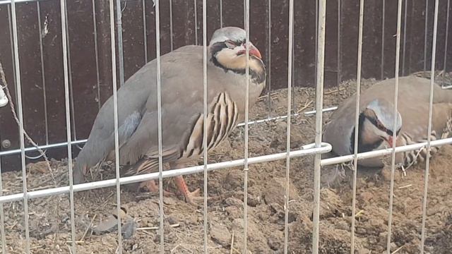 Зотои нав ай Кучум ва ай амаки Нарзулло