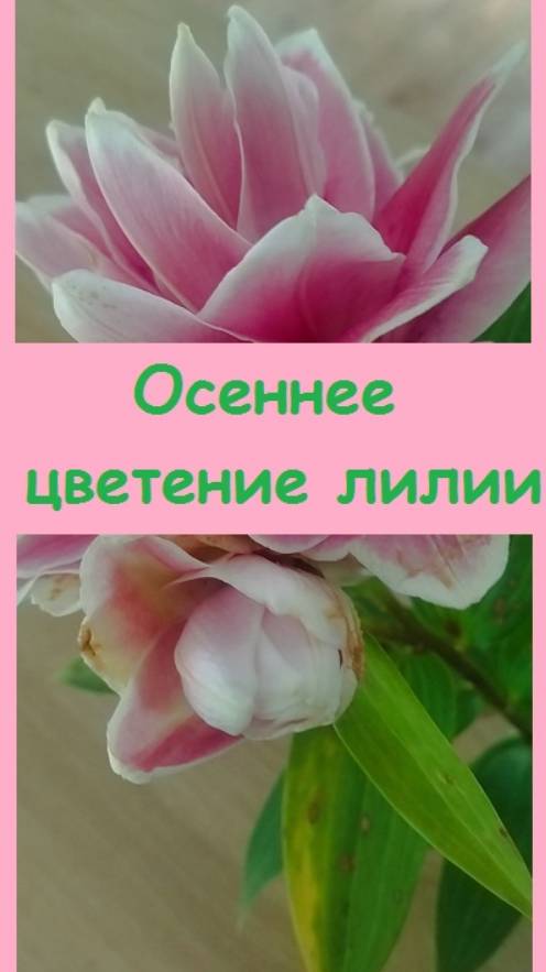 Что делать, если неожиданно в сентябре зацвела лилия, посаженная весной, как ее сохранить?