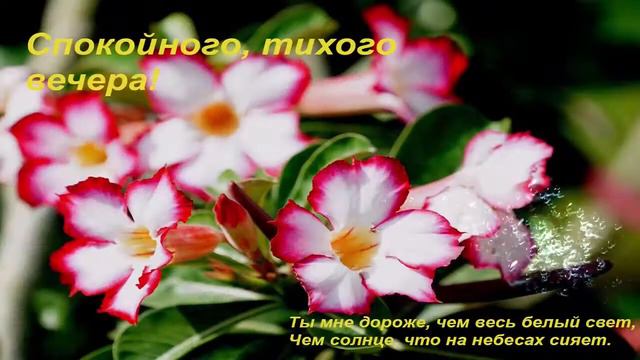 Незабываемого  вечера   Татьяна  Котова     В  Играх  Ночей