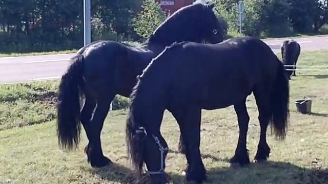 Beautiful Friesian Horses fooling around | Красавцы фризы