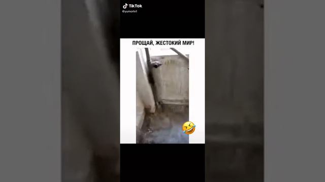 Прощай жестокий мир, прикол)))