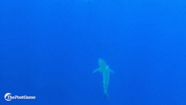 Swimming With SHARKS And Pro Photographer Clark Little