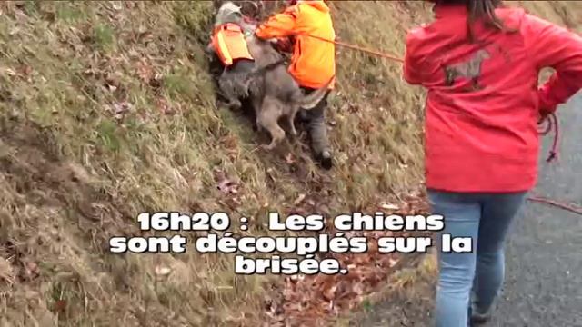 Chiens Rapprocheurs Sanglier - Samedi 4 mars 2017 - CLAVEISOLLES - LAMURE SUR AZERGUES - LE PERREON