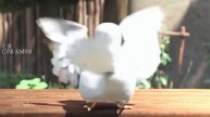 Bird Dance 😂😁Vera level funny video😍😍 Don't miss it 🤗 (I can't stop laughing)