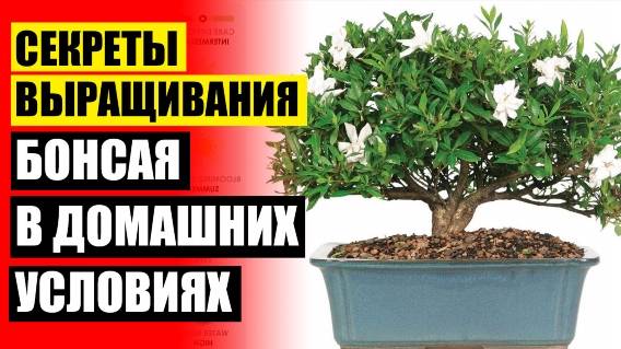 🔵 Растения которые не любят свет