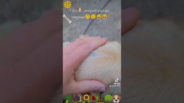 Пёс🐶 второй раз на тюрьме🙃🙂😅😆