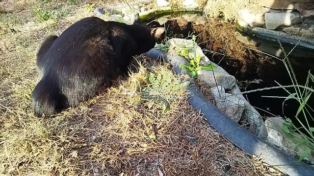 Кот обедает на берегу маленького водоема😺🌿