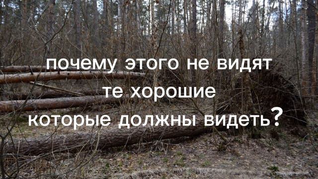 Собирать валежник можно или нельзя? . Коротко о валежнике.